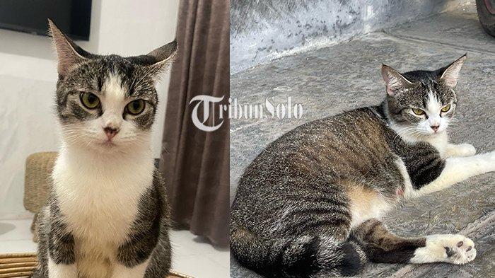 ILUSTRASI KUCING. Foto kucing yang diambil di Colomadu, Karanganyar, Jawa Tengah pada Senin (24/3/2025). Ini berkaitan berita pelemparan kucing di Sukoharjo.