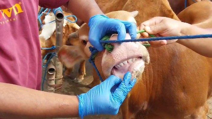 Ilustrasi pemeriksaan sapi di Pasar Hewan Pracimantoro Wonogiri