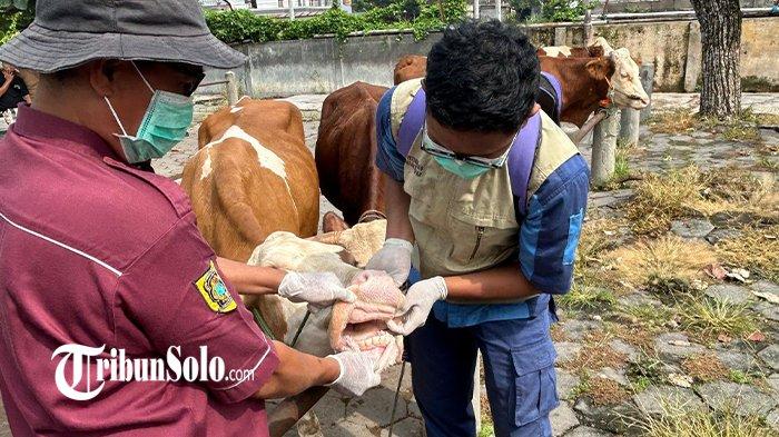 PENGECEKAN VIRUS PMK PADA SAPI. Ilustrasi pengecekan sapi terkena virus PMK atau tidak di Klaten, Jawa Tengah, beberapa waktu lalu. Sejauh ini hingga awal muncul kembali, kasus PMK di Kabupaten Sragen tercatat jangkiti 1.368 sapi.