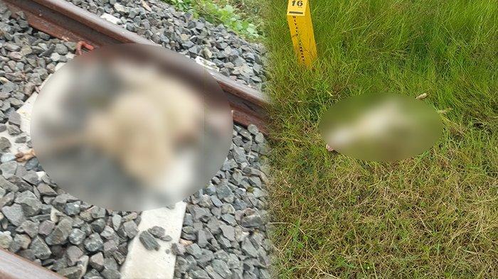 KAMBING TERTABRAK KA BATARA KRESNA. Tujuh ekor kambing milik seorang warga tertabrak Kereta Api (KA) Batara Kresna di Desa Kedungwinong, Kecamatan Nguter, Sukoharjo, saat uji coba dan melintas di jalur Solo-Wonogiri, Kamis (30/1/2025) kemarin. PT KAI Daop 6 hingga saat ini belum memutuskan akan memberikan ganti rugi kepada pemilik kambing.