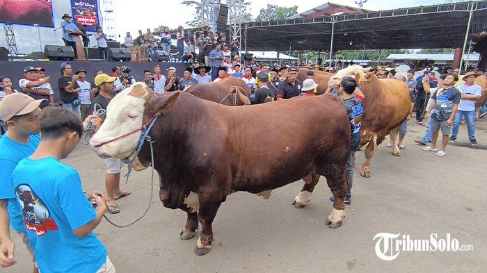 KONTES SAPI - Sejumlah sapi tengah dipertunjukkan di Pasar Sapi Desa Jelok, Kecamatan Cepogo, Kabupaten Boyolali, Minggu (18/5/2025). Ratusan sapi dengan berbagai macam jenis dan ukuran itu mengikuti kontes dan expo sapi yang diadakan oleh Asosiasi Penggemukan dan Peternak Sapi Indonesia (APPSI).