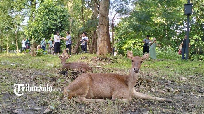 RUSA BALEKAMBANG - Koleksi rusa di Taman Balekambang Solo beberapa waktu lalu. Taman Balekambang menjadi salah satu pendongkrak jumlah wisatawan di Kota Solo selama libur Lebaran 2025 lalu.
