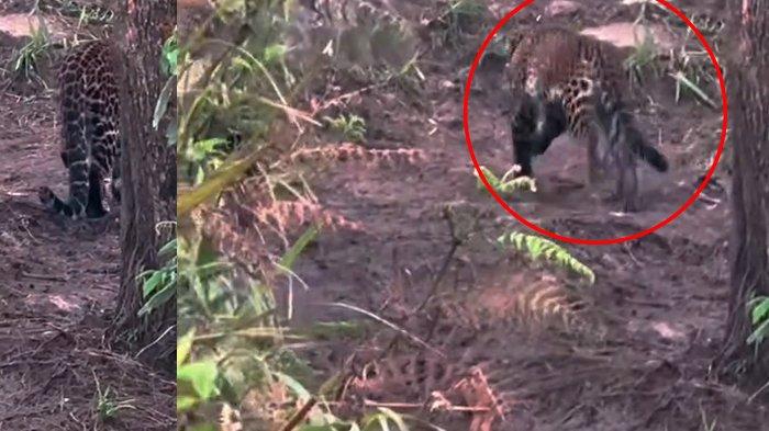 VIDEO VIRAL. Tangkapan layar video temuan hewan diduga kucing hutan di bukit Mongkrang, Kecamatan Tawangmangu, Kabupaten Karanganyar, Kamis (3/4/2025). Perhutani belum bisa memastikan kebenaran video itu.