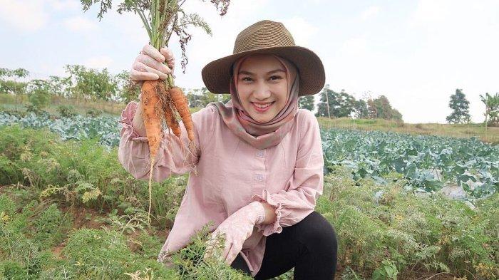 Melody sedang memanen wortel.