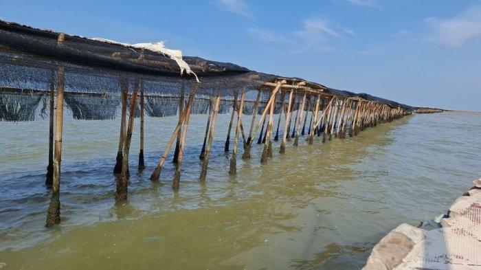 PAGAR LAUT: Penampakan pagar laut misterius yang berada di pesisir Desa Kronjo, Kecamatan Kronjo, Kabupaten Tangerang, Banten, Jumat (10/1/2025). Pagar tersebut adalah bagian dari pagar laut sepanjang 30,16 Kilometer di perairan Tangerang.