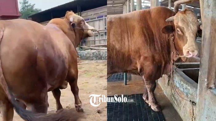 SAPI KURBAN PRABOWO - Penampakan sapi jenis limosin di Desa Beruk, Kecamatan Jatiyoso, Kabupaten Karanganyar yang dibeli Presiden RI Prabowo untuk hewan kurban. Sapi yang bernama Petruk itu diketahui memiliki bobot 1.150 kilogram atau 1,15 ton.