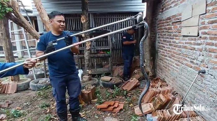 EVAKUASI KOBRA : Petugas Damkar Sragen evakuasi ular kobra Jawa sepanjang 1 meter di rumah warga Kampung/Kelurahan Sine, Kecamatan/Kabupaten Sragen, Kamis (10/4/2025). Keberadaan ular itu diketahui saat hendak membongkar tumpukan genteng yang berada di belakang rumah.