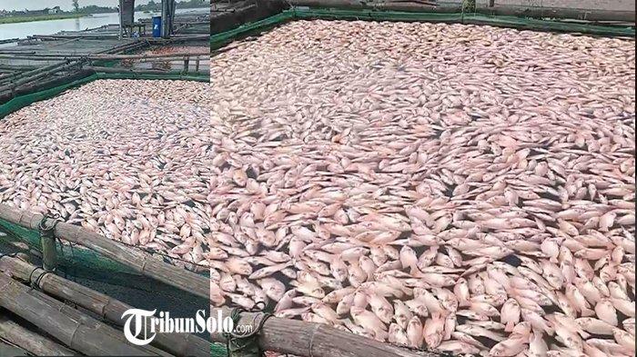IKAN MATI MENDADAK - Potret Ikan mati mendadak di karamba jaring apung Waduk Cengklik, Boyolali, Jawa Tengah, Jumat (21/3/2025). Total ada 19,1 ton ikan yang mati diduga akibat fenomena upwelling tersebut.