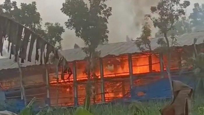KEBAKARAN KANDANG AYAM. Potret api melahap kandang ayam di Desa Srawung, Kecamatan Gesi, Kabupaten Sragen, Selasa (4/3/2025). Kebakaran itu membuat 90 persen dari 11 ribu ekor anakan ayam yang berumur 6 hari mati terpanggang.