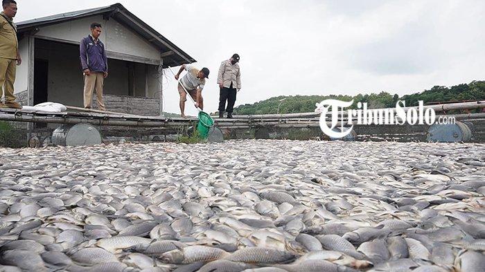IKAN MATI - Ribuan ikan di karamba jaring apung Waduk Kedung Ombo mati akibat fenomena upwelling, Selasa (3/1/2023) lalu. Fenomea serupa terjadi di Waduk Cengklik Boyolali pada Kamis (21/3/2025). Total ikan yang mati tembus hingga 19,1 ton.