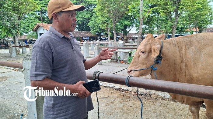 KASUS PMK TURUN : Salah satu peternak sapi di Sragen, Sunardi saat ditemui TribunSolo.com, Rabu (15/1/2025). Kasus Penyakit Mulut dan Kuku (PMK) di Kabupaten Sragen telah mengalami penurunan. Meski begitu, ada kemungkinan pasar hewan masih akan ditutup