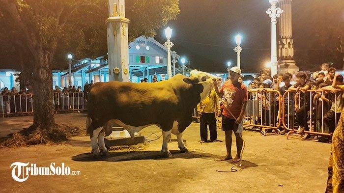 Sapi kurban bantuan Presiden Jokowi di Masjid Agung Keraton Surakarta telah diantarkan pukul 19.50, Minggu (16/6/2024).