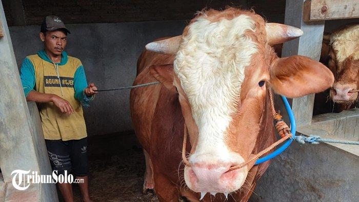 Sapi jenis Simetal milik Suparno, Warga Desa Pandeyan, Kecamatan Tasikmadu, Kabupaten Karanganyar yang dibeli Presiden RI Joko Widodo, Jum'at (14/6/2024)