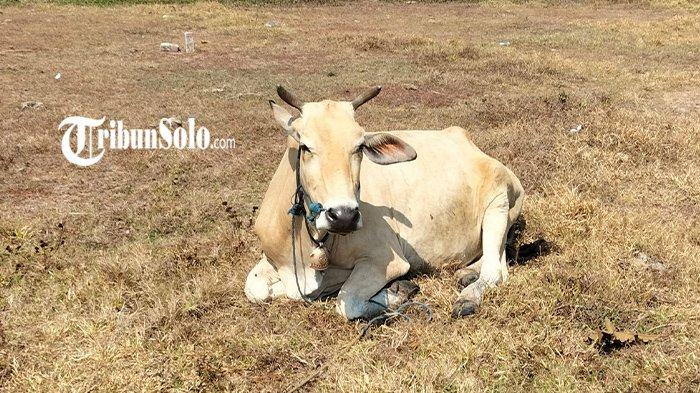 TERNAK FIKTIF : Ilustrasi sapi ternak, beberapa waktu lalu. Seorang warga Desa Sroyo, Kecamatan Jaten, Kabupaten Karanganyar ditetapkan tersangka tindak pidana korupsi oleh Kejari Karanganyar. Pria itu ditetapkan tersangka atas kasus dugaan korupsi hibah 20 ekor sapi bantuan pokok pikiran DPR tahun 2021 dengan membuat kelompok ternak fiktif.