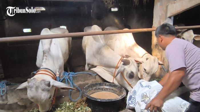 SAPI MATI - Sebanyak 9 ekor sapi kurban mati mendadak, diduga akibat terjangkit penyakit. Hal tersebut terjadi pada salah satu peternak di Desa Gemampir, Kecamatan Karangnongko, Kabupaten Klaten, Senin (2/6/2025).
