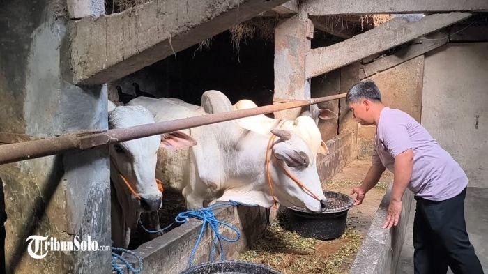 SAPI MATI - Sebanyak 9 ekor sapi kurban mati mendadak, diduga akibat terjangkit penyakit. Hal tersebut terjadi pada salah satu peternak di Desa Gemampir, Kecamatan Karangnongko, Kabupaten Klaten, Senin (2/6/2025).