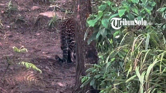VIRAL KUCING HUTAN - Tangkapan layar video temuan hewan diduga kucing hutan di bukit Mongkrang, Kecamatan Tawangmangu, Kabupaten Karanganyar, Kamis (3/4/2025). Perekam video mengklaim melihat kucing hutan itu secara langsung bersama dua pendaki lainnya.
