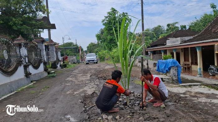 JALAN RUSAK - Warga Desa Kedungwaduk, Kecamatan Karangmalang, Kabupaten Sragen menanam pohon pisang dan tebu di tengah jalan, Selasa (20/5/2025). Hal ini sebagai bentuk aksi protes karena jalan rusak bertahun-tahun tidak diperbaiki, Selasa (20/5/2025).