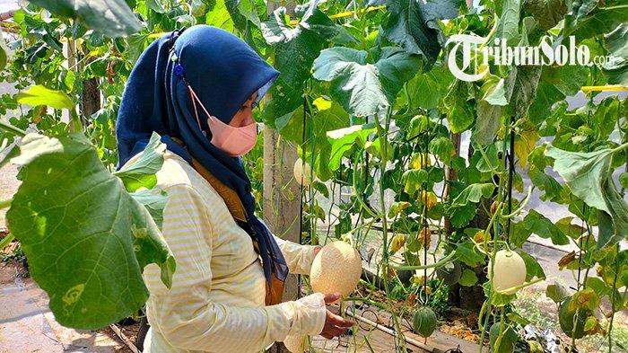 Pengunjung agrowisata memetik buah melon di ARH_Farm di Dukuh Kemiri, Desa Keyongan, Kecamatan, Nogosari, Minggu (6/8/2023).