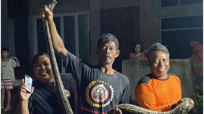 SAMPAI GALI TANAH. Evakuasi Ular piton sepanjang 3 meter dari kebun warga Dukuh Tegalmulyo, Desa Plosowangi, Kecamatan Cawas, Klaten, Jawa Tengah, Minggu (13/4/2025) malam. Tim harus menggali tanah dari pondasi.
