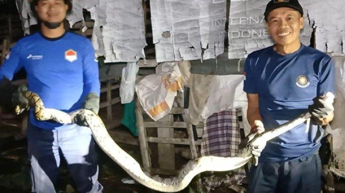 EVAKUASI ULAR PITON - Petugas Damkar Sragen mengevakuasi ular piton sepanjang 1,5 meter dari kandang ayam milik warga Desa Jetak, Kecamatan Sidoharjo, Kabupaten Sragen, Kamis (13/3/2025).