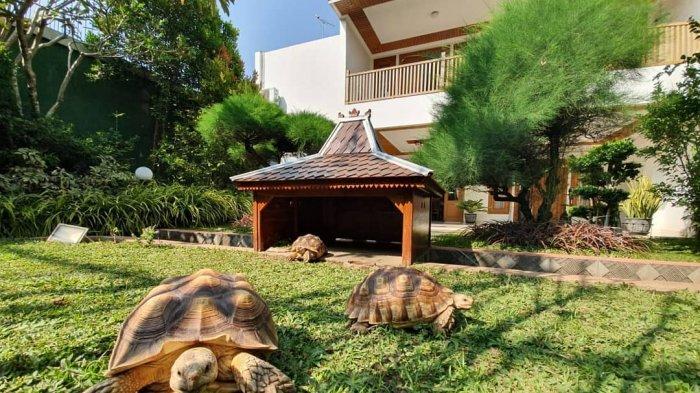 Halaman belakang rumah Gibran