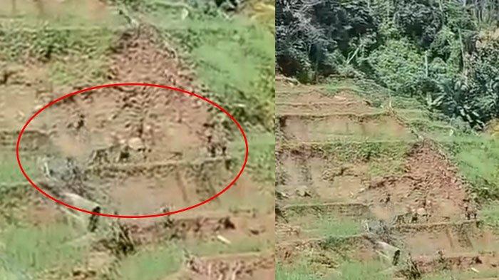 TEREKAM KAMERA. Tangkapan layar video sekumpulan monyet liar berada di persawahan warga di Kecamatan Jatiyoso, Kabupaten Karanganyar. Monyet ini disebut sudah lama sering terlihat.