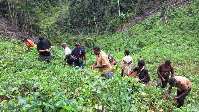 Kepala Dinas Pertanian dan Perkebunan Kabupaten Maybrat Marthen Howay memanen kacang merah di Kampung Renis, Distrik Mare Selatan, Papua Barat Daya, Kamis (8/2/2024).