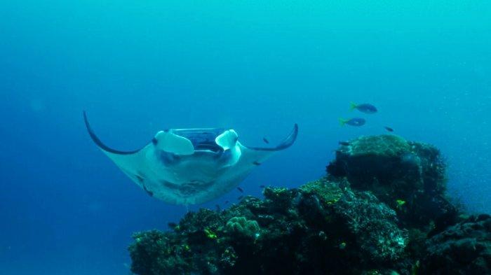 Kawasan Laut Raja Ampat merupakan important Shark and Ray Area Paling Menarik di Indonesia.