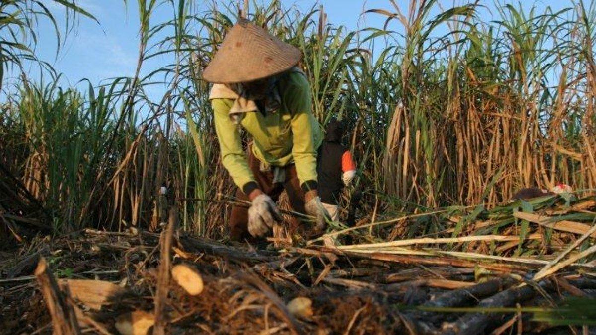 Aktivitas petani di perkebunan tebu HGU Jatitujuh, Kabupaten Majalengka, Rabu (6/10/2021).