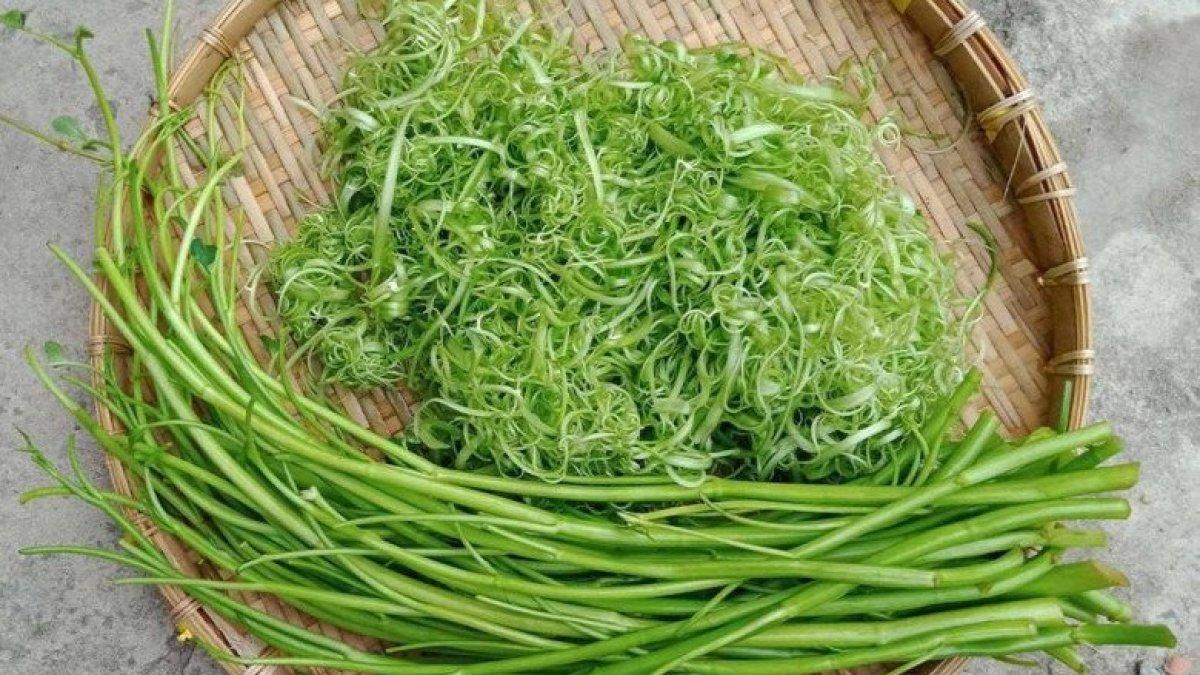 Mengonsumsi kangkung yang langka dan dibelah sangat berbahaya karena mudah terserang parasit.