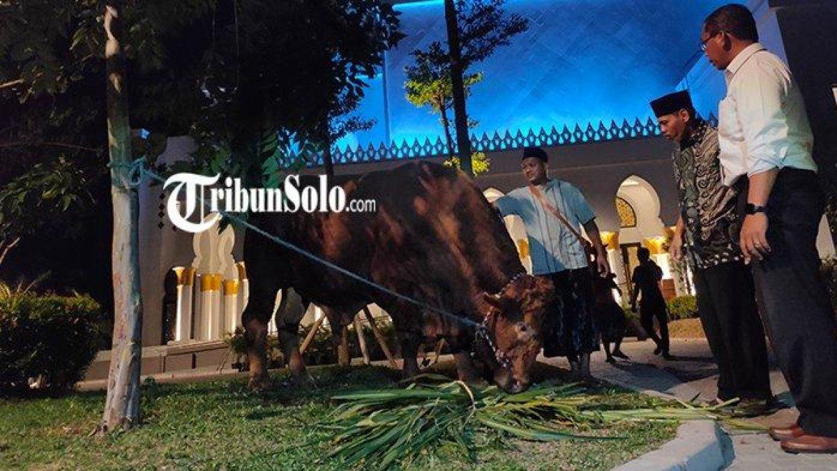 Sapi kurban jenis limosin berbobot 1,042 ton milik Presiden Jokowi di Masjid Raya Sheikh Zayed, Solo, Selasa (27/6/2023)