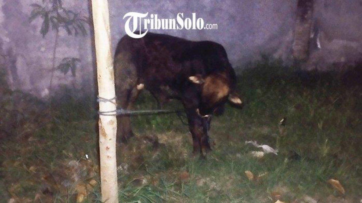 Sapi lepas di Kota Klaten, Rabu (28/6/2023).