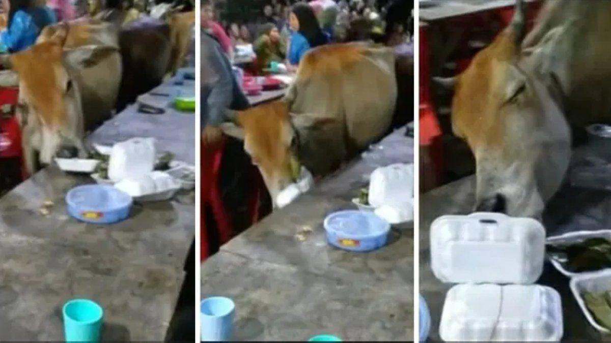 Sapi makan makanan tamu pernikahan di Sabah, Malaysia