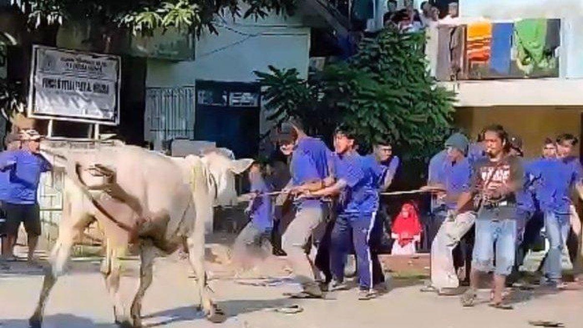 Seekor sapi yang menjadi hewan kurban untuk Idul Adha 1444 H mengamuk hingga masuk ke dalam Masjid Al-Hidayah, Kelurahan Nagrikaler, Kecamatan/Kabupaten Purwakarta, Jawa Barat pada Kamis (29/6/2023).