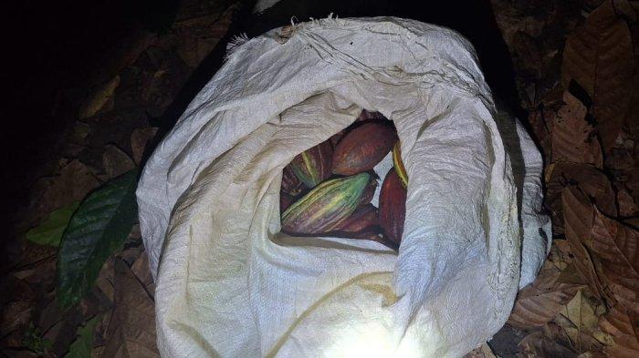 PENCURIAN KAKAO - Barang bukti pencurian buah kakao berupa karung berisi buah kakao sudah dipetik pelaku namun ditinggalkan karena kedapatan pemiliki kebuh di Desa Patidi, Kecamatan Simboro, Mamuju, Sulbar, Kamis (20/3/2025) malam. Aksi pencurian itu meresahkan petani.