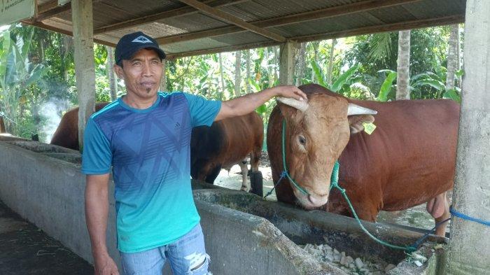 Dua ekor sapi milik peternak bernama Riadi terpilih kandidat sapi kurban Jokowi, berada di Desa Kebunsari Kecamatan Wonomulyo, Polman, Rabu (5/6/2024).