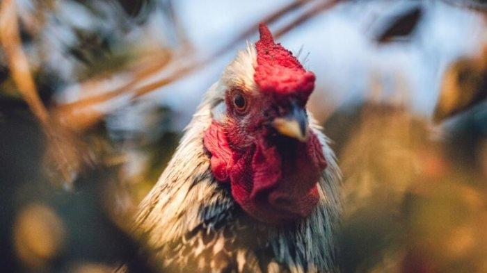 Ilustrasi Ayam jantan.
