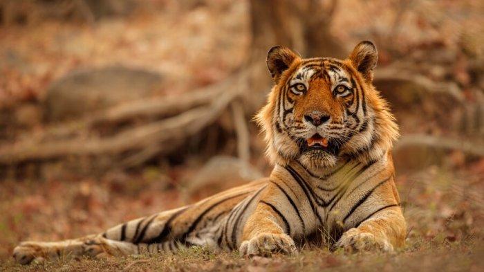 Ilustrasi Harimau.
