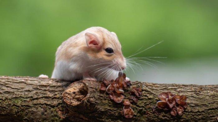 Ilustrasi Tikus.