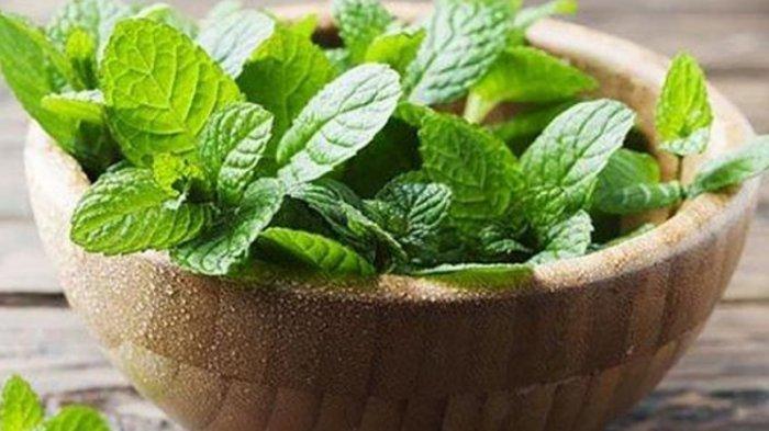 Daun Mint