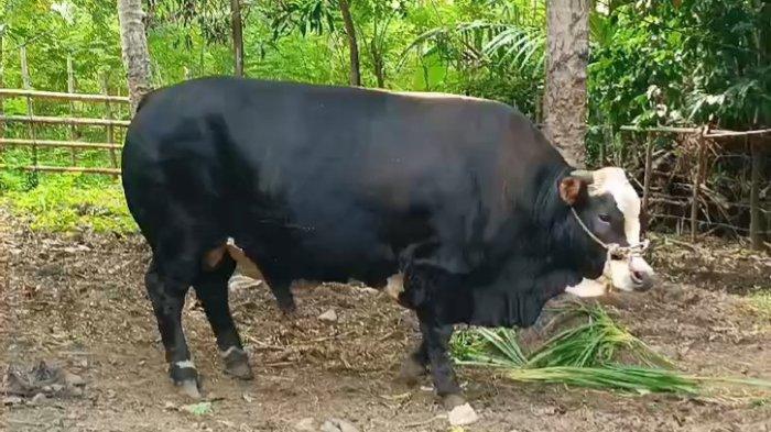 sapi kurban Presiden Jokowi di Sulbar.