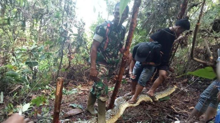 Detik-detik ular piton makan manusia di Desa Siteba, Walenrang Utara, Kabupaten Luwu, Sulawesi Selatan (Sulsel), Selasa (2/7/2024). Ular piton mangsa manusia hingga tewas tersebut diperkirakan berukuran panjang sekitar 8 meter.