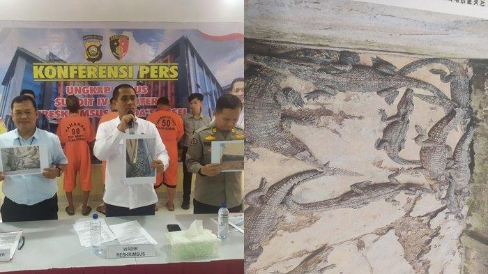 BKSDA Sumsel angkat bicara soal 58 buaya disita Polda Sumsel dari tangan 3 tersangka yang mengelola penangkaran buaya ilegal di OKI.