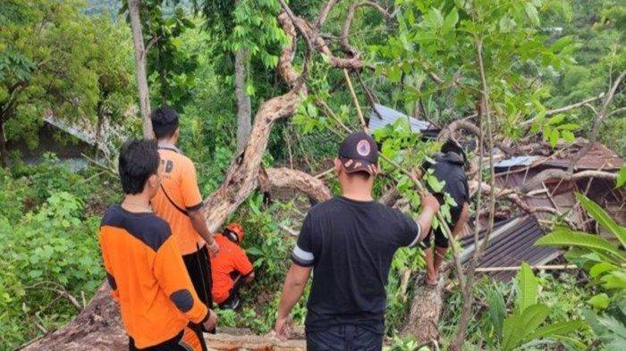Bencana alam pohon tumbang terjadi di Kabupaten Gianyar. Terbaru, pohon tumbang terjadi di kawasan Objek Wisata Monkey Forest, Desa Padangtegal, Kecamatan Ubud, Selasa (10/12/2024).