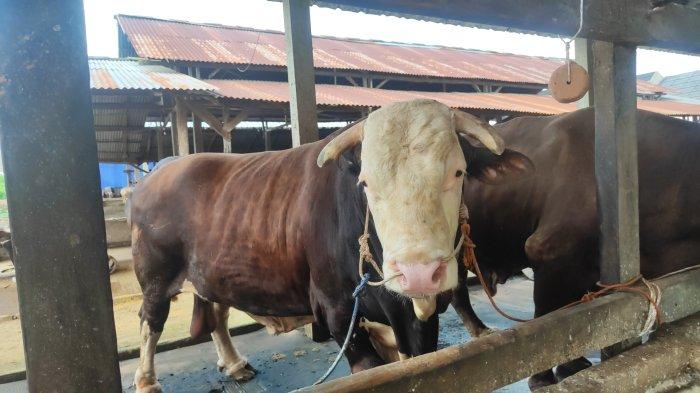 Sapi Kurban Presiden Jokowi di Peternakan Sapi Dwikarya Farm milik M Idil Fitriansyah di Jalan Pangeran Ayin Lorong Saudara, Kecamatan Sako, Sabtu (8/6/2024)