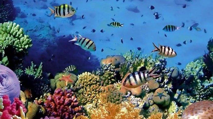 Bunaken menjadi salah satu objek wisata di Indonesia yang mengundang decak kagum karena keindahan taman bawah lautnya yang sulit ditemukan di negara lain.