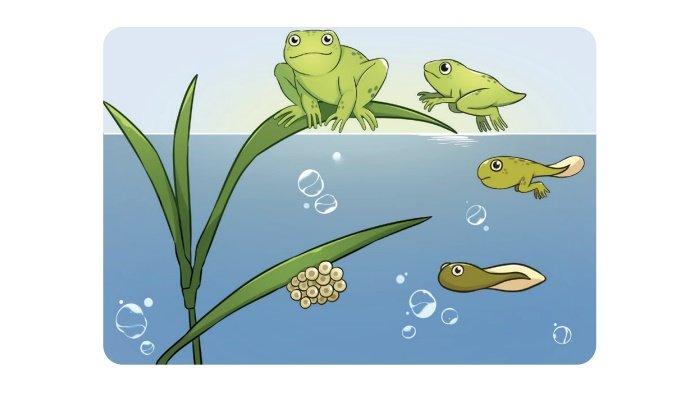 Gambar soal no. 2 dalam buku IPA kelas 9 SMP/MTs halaman 16 Kurikulum Merdeka, Siklus Kehidupan Katak