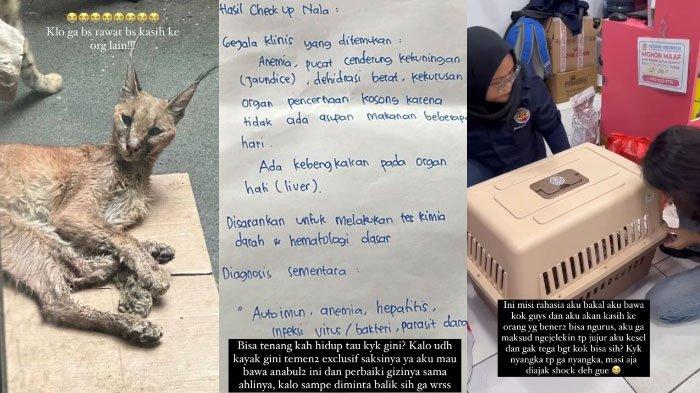 Heboh Rachel Vennya Bongkar Tabiat Okin ke Hewan Peliharaan, Tinggalkan Kucing Hutan Sakit di Rumah