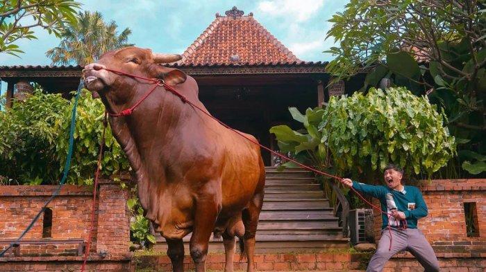 Irfan hakim diketahui membeli sapi dengan bobot 1,3 ton dengan harga lebih dari Rp200 juta.